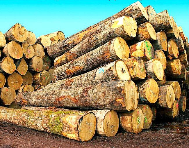 Bois du monde
