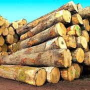 Bois du monde