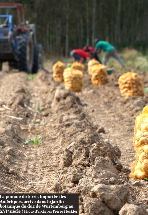Pomme de terre montbeliard photo
